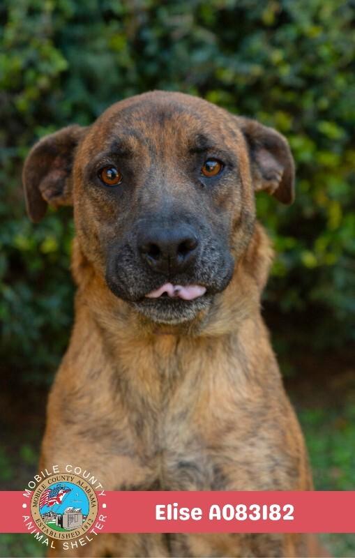 Enlarge Elise, a Adoptable Plott Hound in Mobile, AL image 2/2