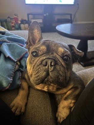 Frank the Tank