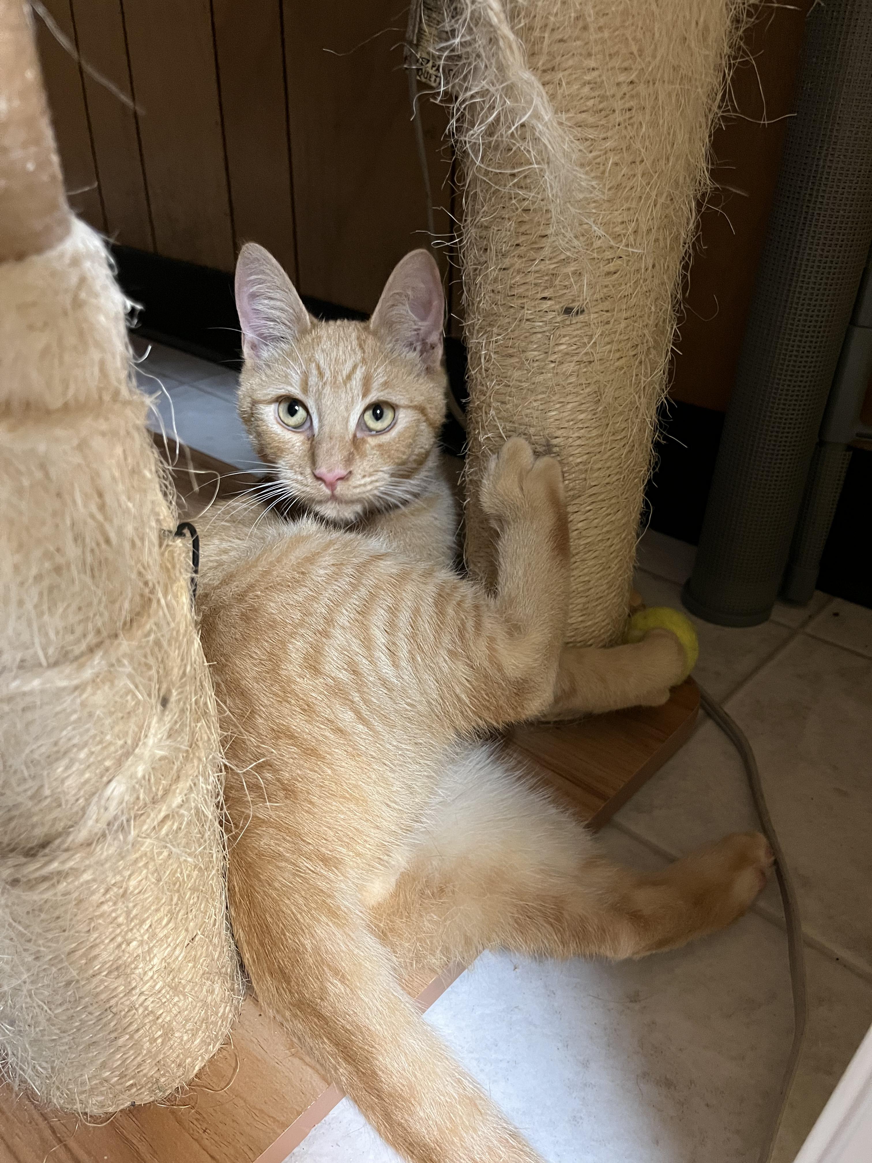 Woody, a Adoptable Domestic Short Hair in Eugene, OR image 1/5