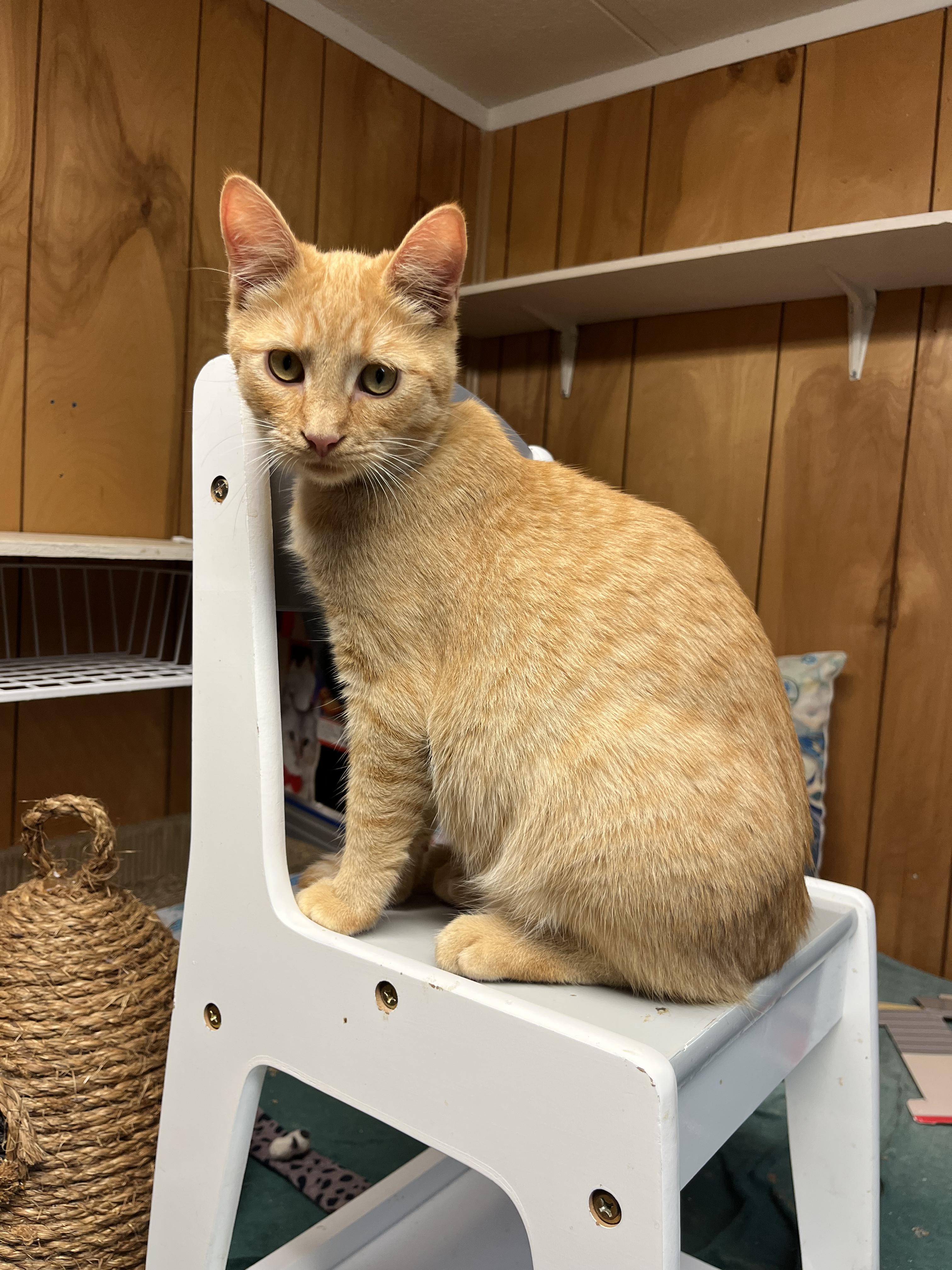 Woody, Adoptable, Young Male Domestic Short Hair.