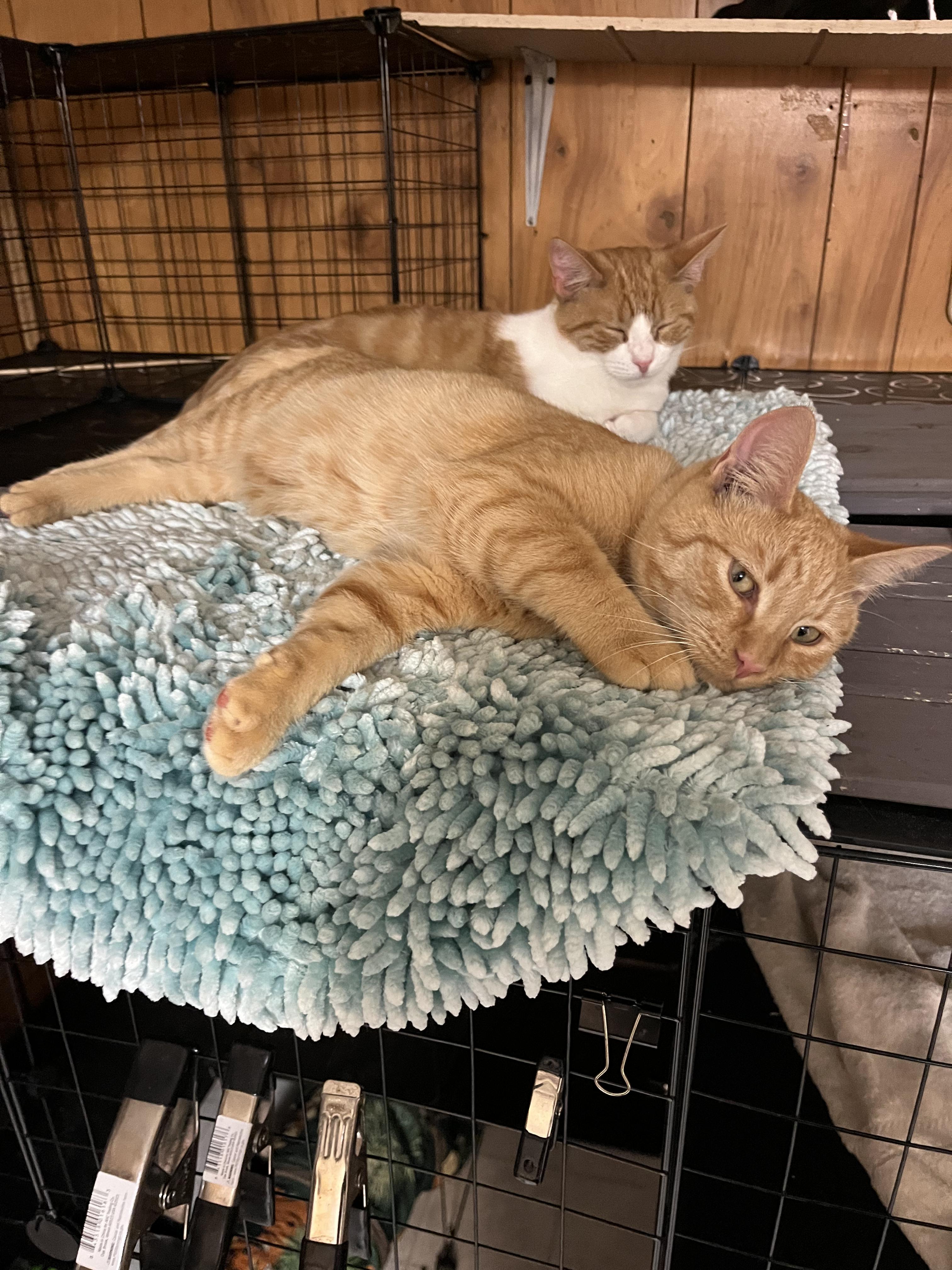 Woody, a Adoptable Domestic Short Hair in Eugene, OR image 3/5