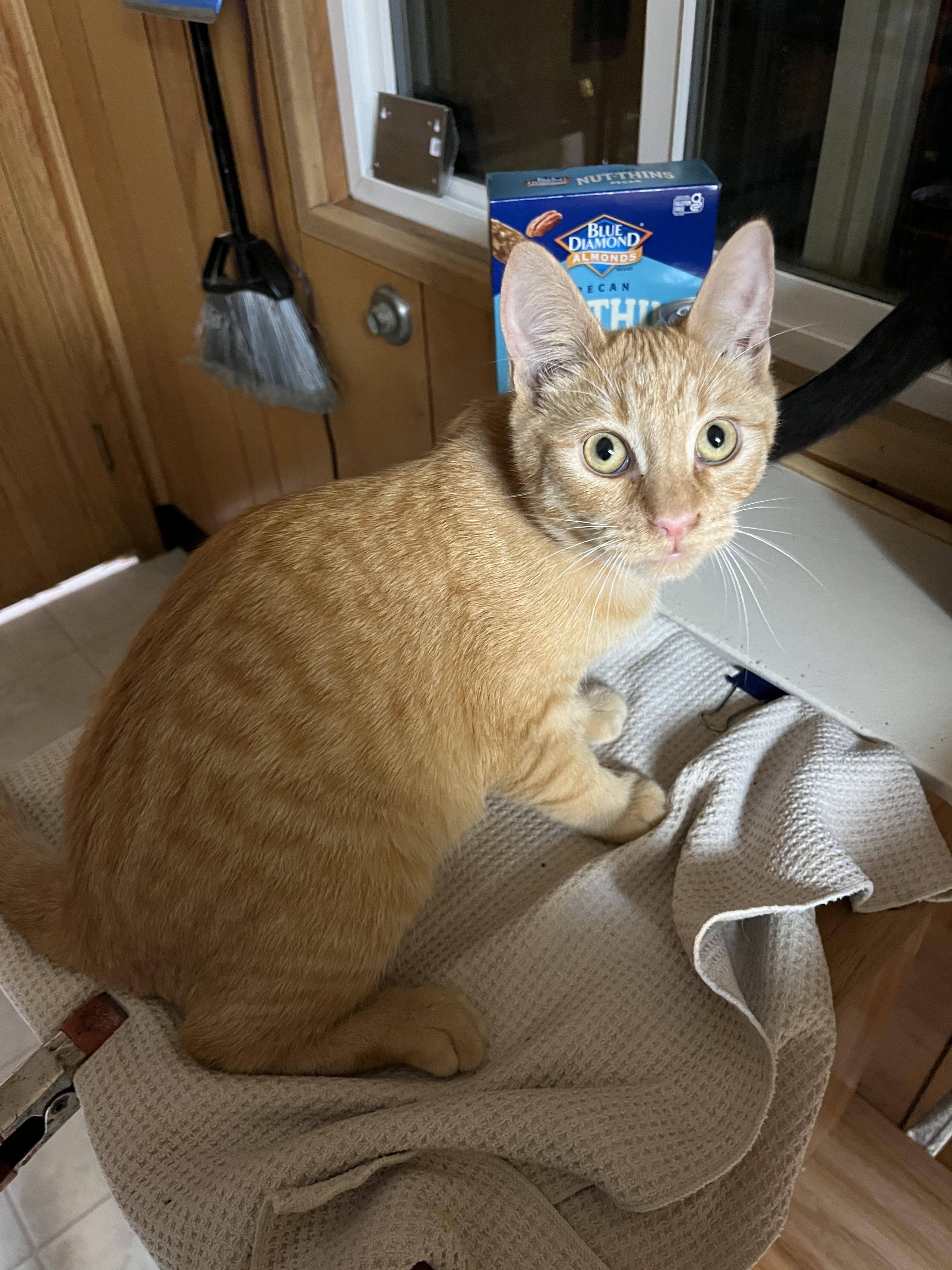 Woody, a Adoptable Domestic Short Hair in Eugene, OR image 4/5