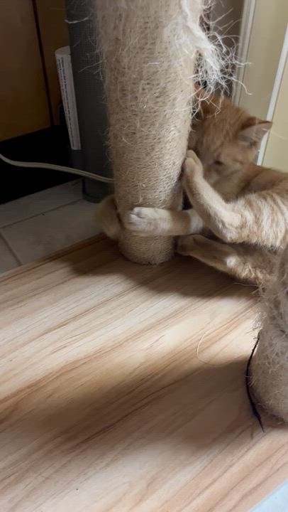 Enlarge Woody, a Adoptable Domestic Short Hair in Eugene, OR video 5/5