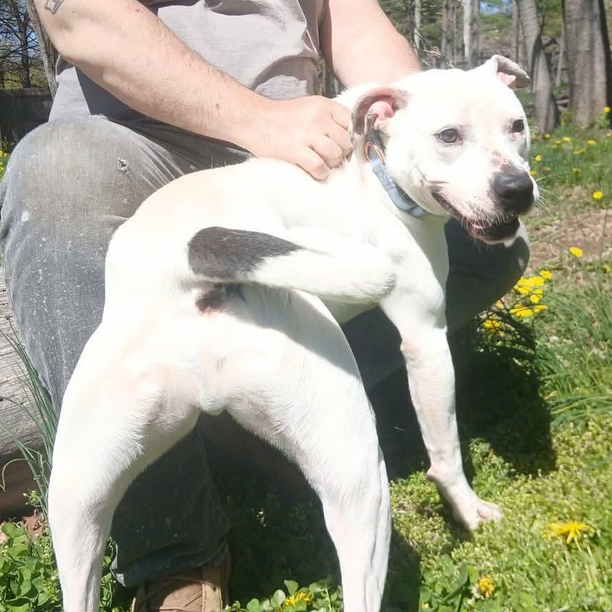 Simon, ADOPTABLE, Young Male Mixed Breed.