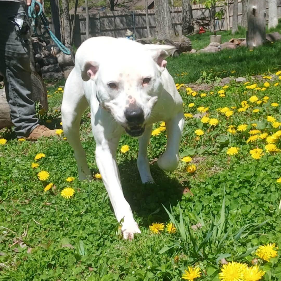 Simon, a ADOPTABLE mixed breed in Saugerties, NY image 6/6