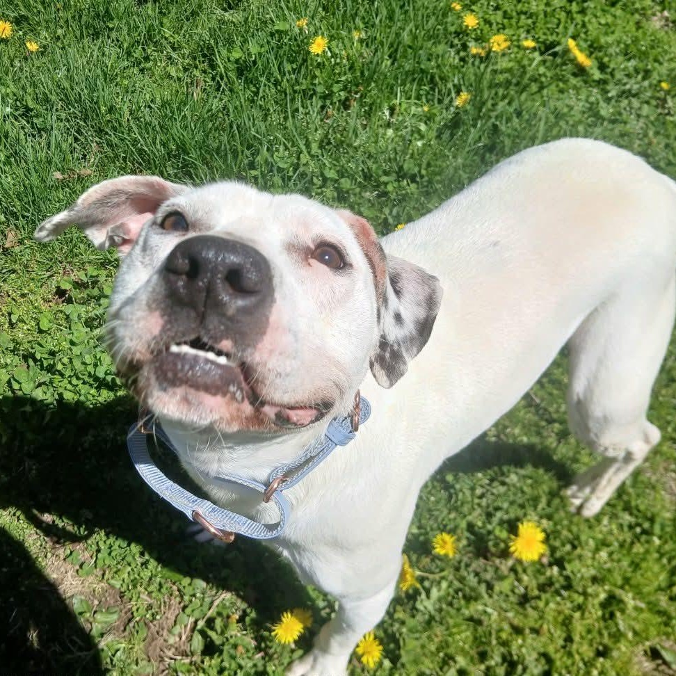Simon, a ADOPTABLE mixed breed in Saugerties, NY image 2/6