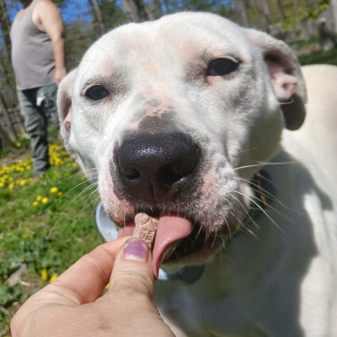 Simon, a ADOPTABLE mixed breed in Saugerties, NY image 3/6