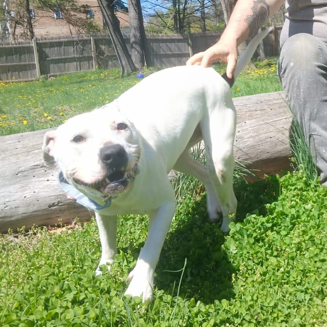 Simon, a ADOPTABLE mixed breed in Saugerties, NY image 4/6