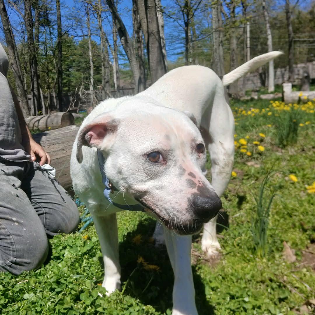 Simon, a ADOPTABLE mixed breed in Saugerties, NY image 5/6