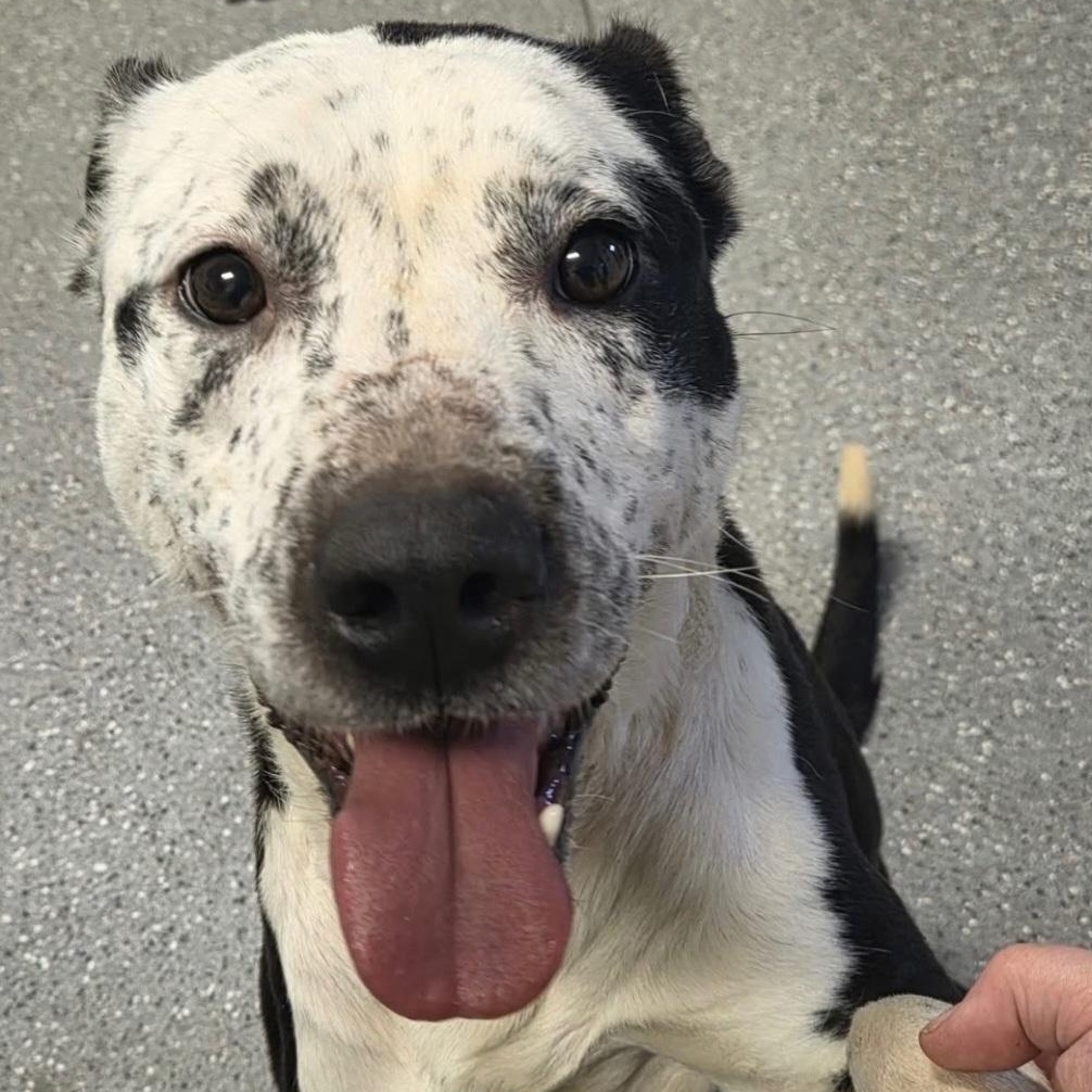Duke, Adoptable, Adult Male Pit Bull Terrier.