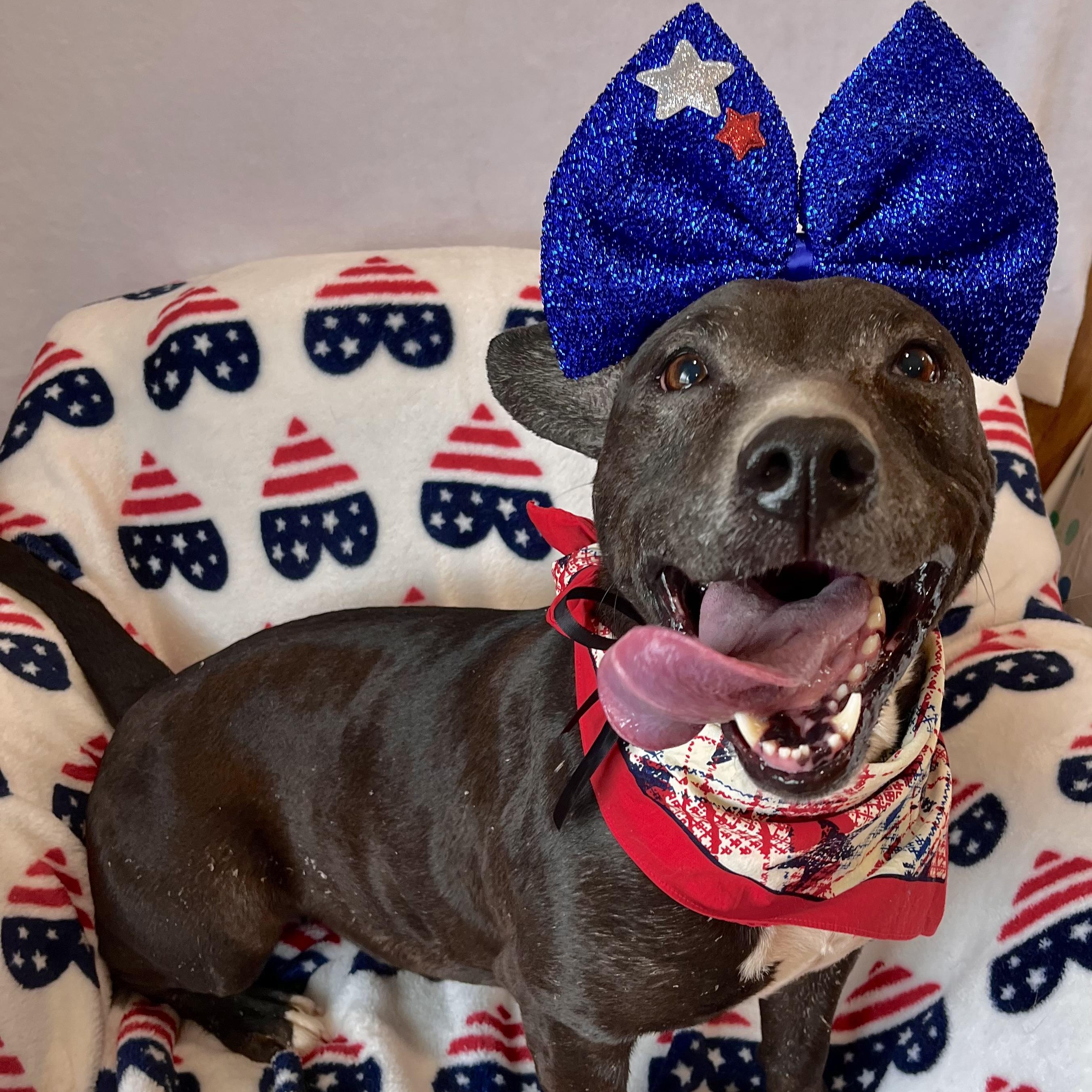 Enlarge Cali, a Adoptable mixed breed in Benld, IL image 3/5