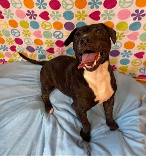 Cali, Adoptable, Adult Female Staffordshire Bull Terrier & Boston Terrier.