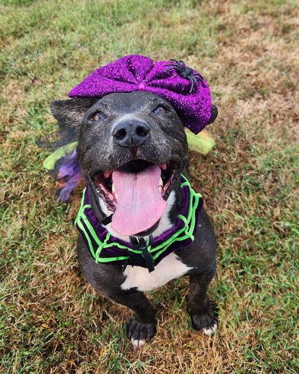 Enlarge Cali, a Adoptable mixed breed in Benld, IL image 5/5