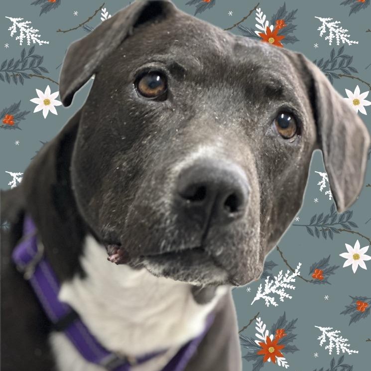 Cali, an adoptable Staffordshire Bull Terrier, Boston Terrier in Benld, IL, 62009 | Photo Image 3