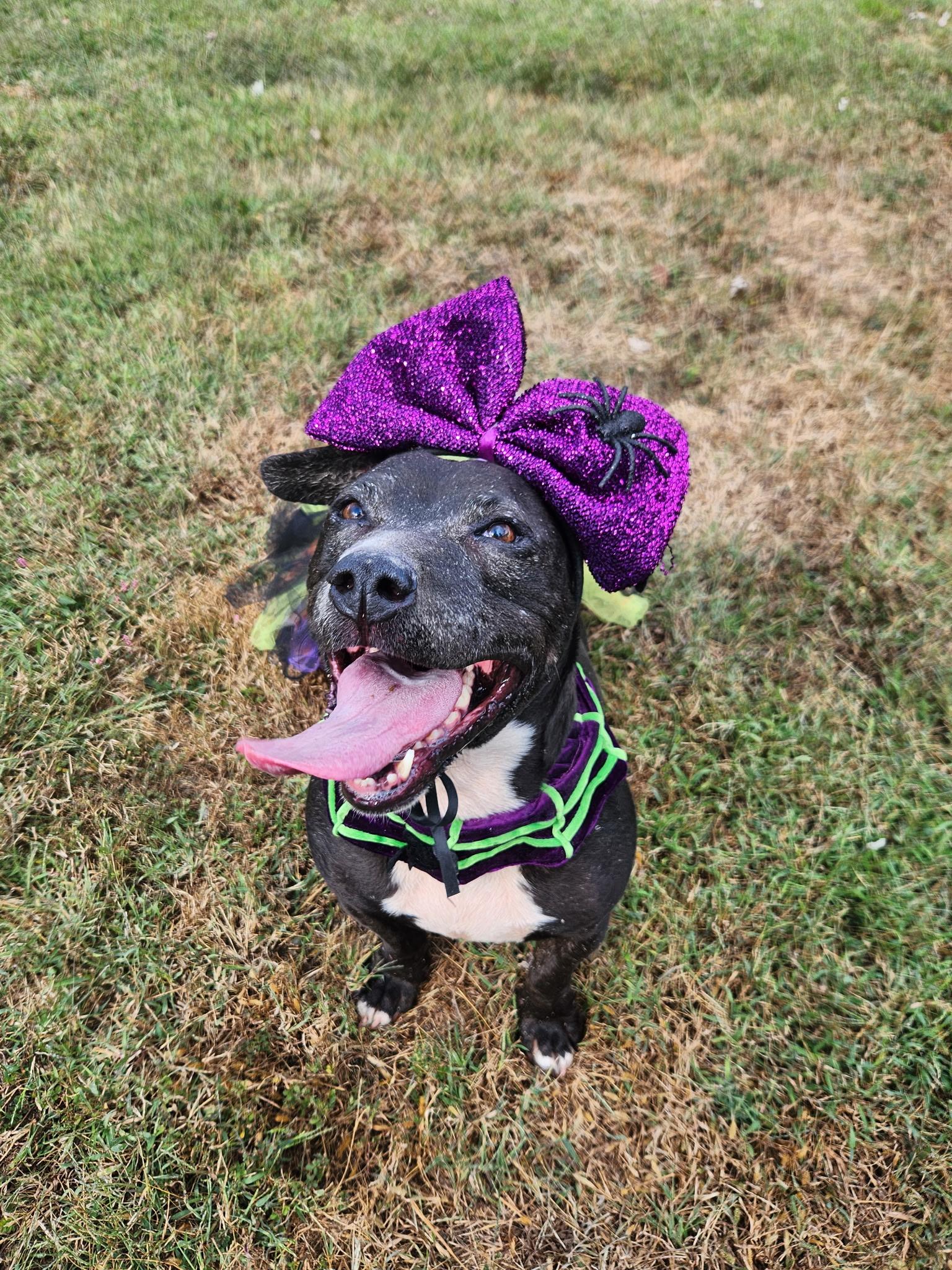 Cali, an adoptable Staffordshire Bull Terrier, Boston Terrier in Benld, IL, 62009 | Photo Image 1