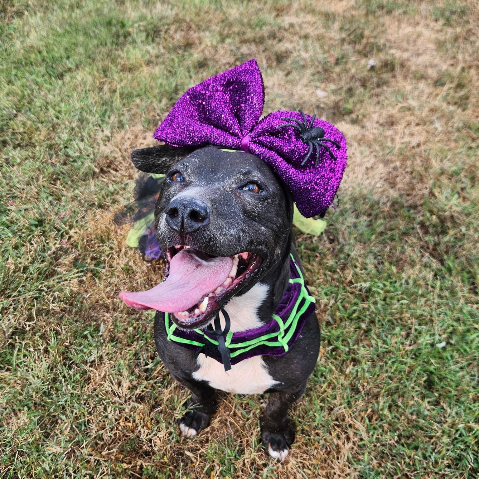 Enlarge Cali, a Adoptable mixed breed in Benld, IL image 2/5