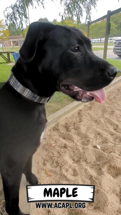 Maple, Adoptable, Young Female Labrador Retriever & Pit Bull Terrier.