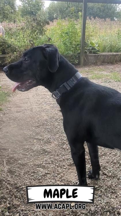 Enlarge Maple, a Adoptable mixed breed in Ashtabula, OH image 2/2