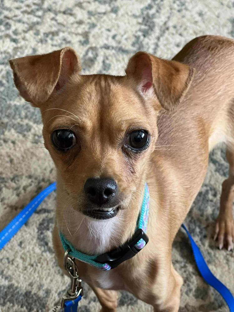 Edith, a Adoptable mixed breed in Fort Lupton, CO image 2/6