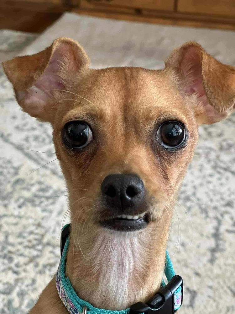 Edith, a Adoptable mixed breed in Fort Lupton, CO image 6/6