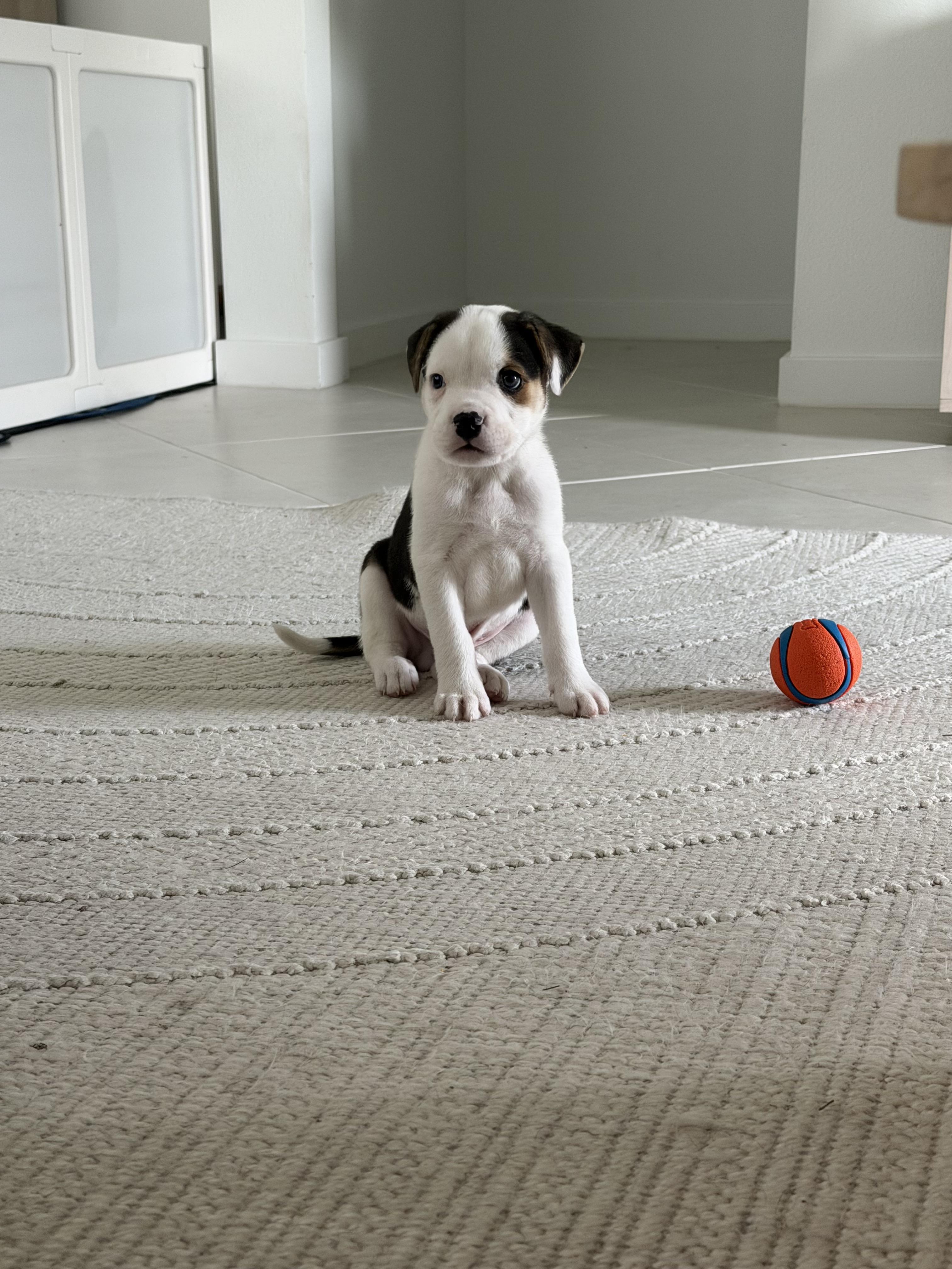 Bo, ADOPTABLE, Puppy Male Labrador Retriever & Bull Terrier.