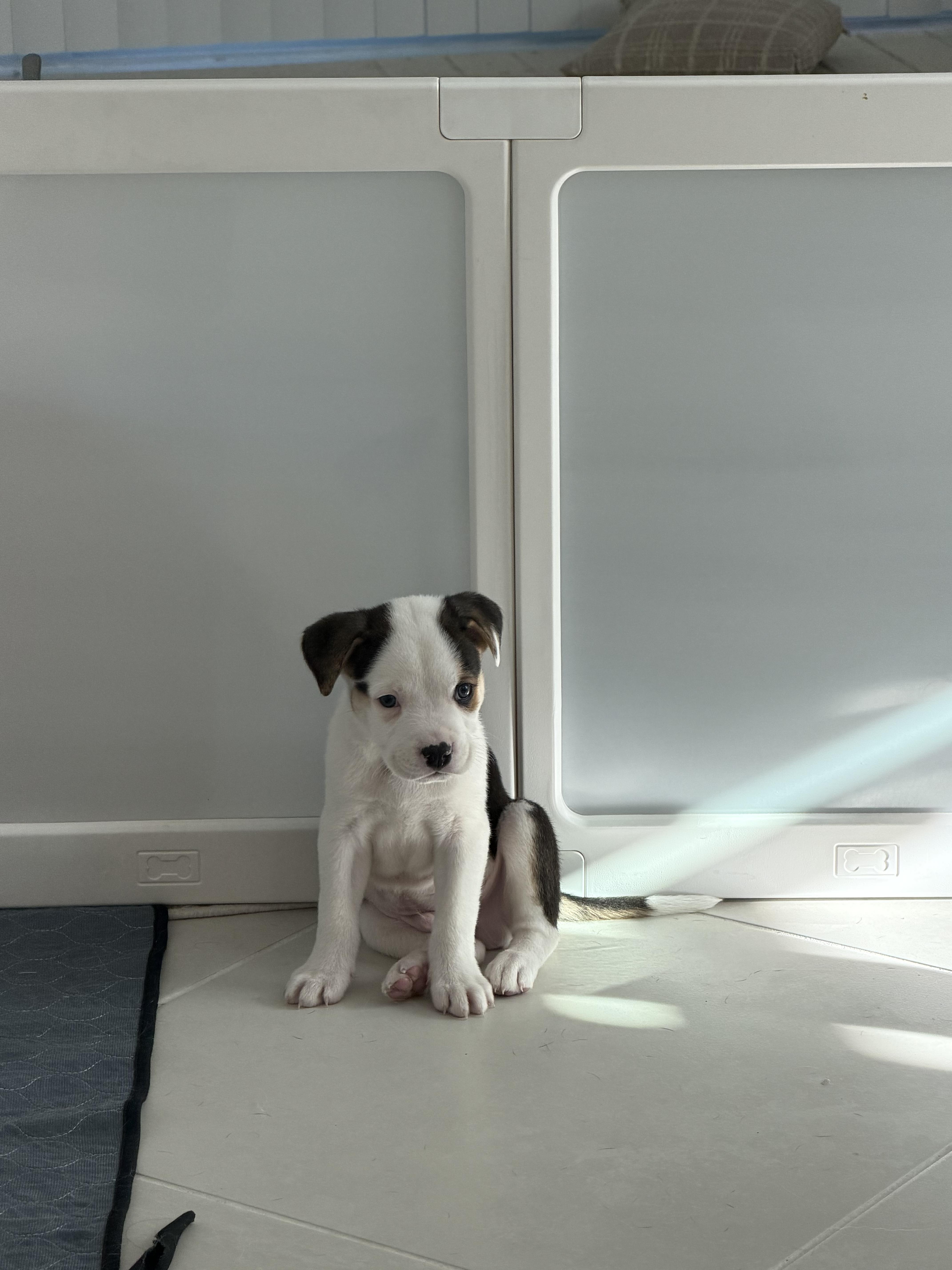 Enlarge Bo, a ADOPTABLE mixed breed in Lutz, FL image 2/3