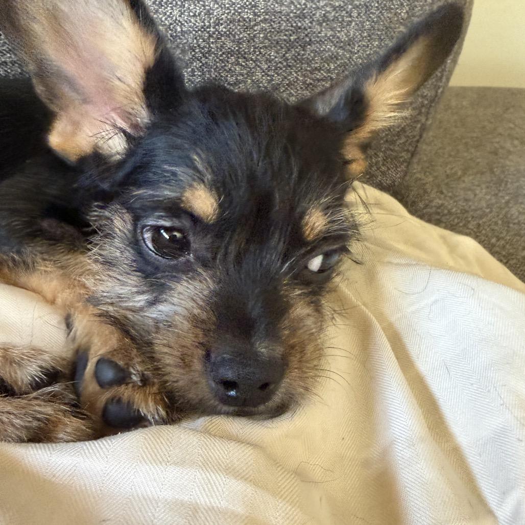 Abbey, Adoptable, Puppy Female Yorkshire Terrier & Chihuahua.