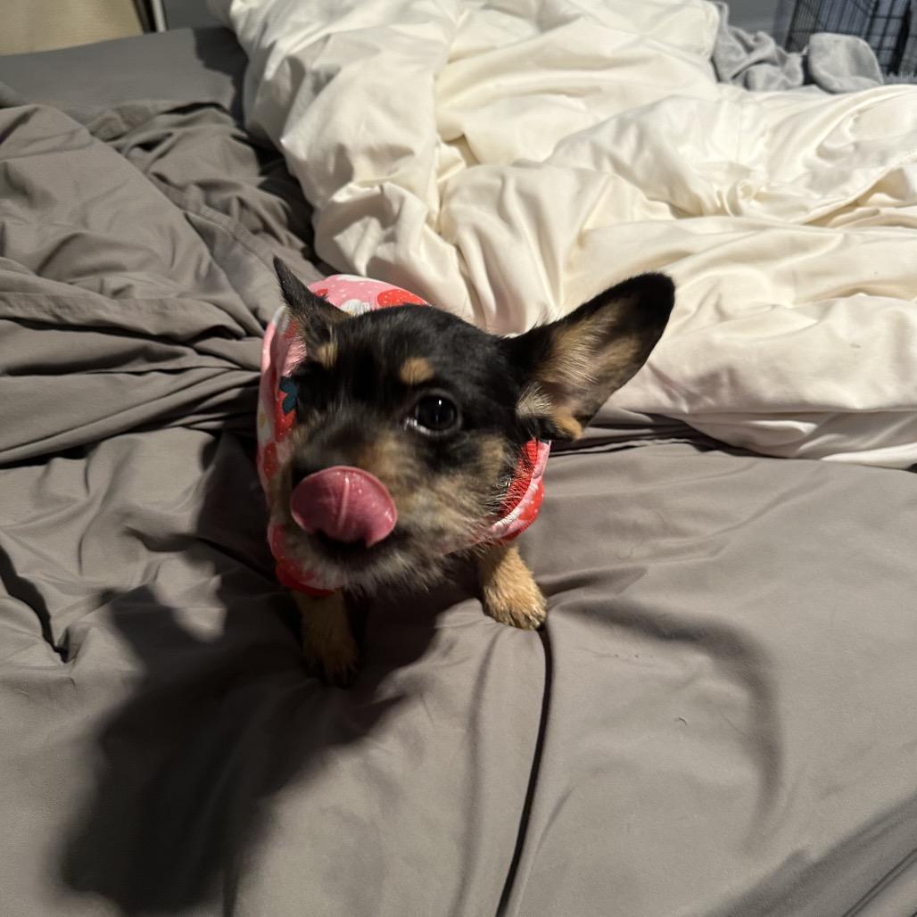 Enlarge Abbey, a Adoptable mixed breed in Las Vegas, NV image 2/6