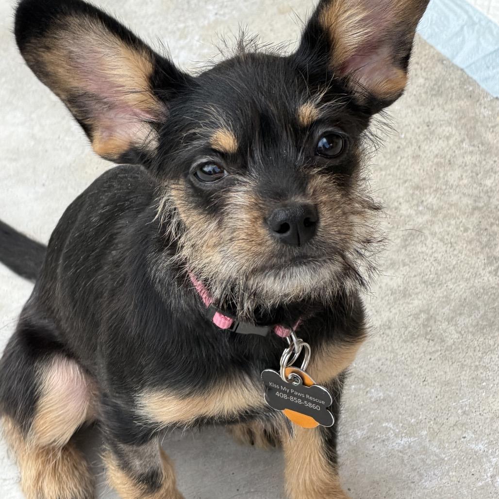 Enlarge Abbey, a Adoptable mixed breed in Las Vegas, NV image 3/6