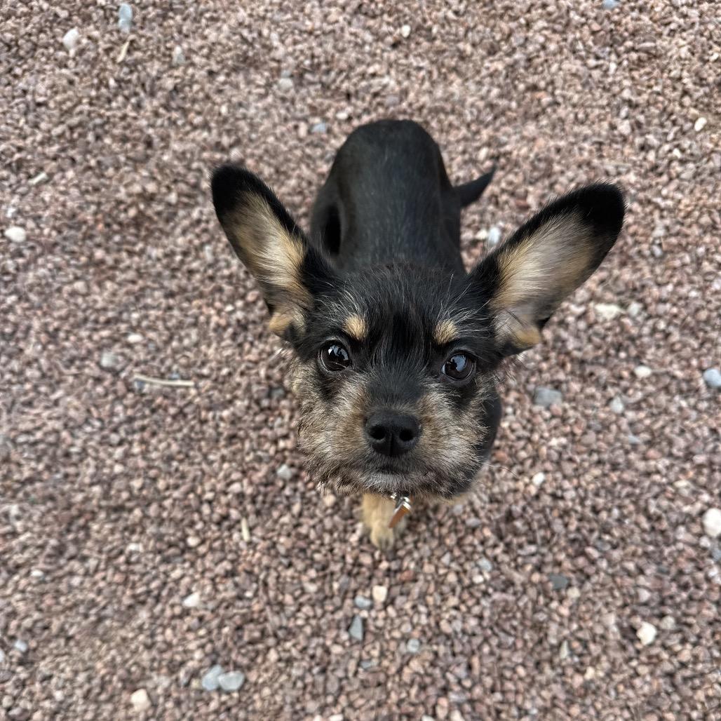 Enlarge Abbey, a Adoptable mixed breed in Las Vegas, NV image 4/6