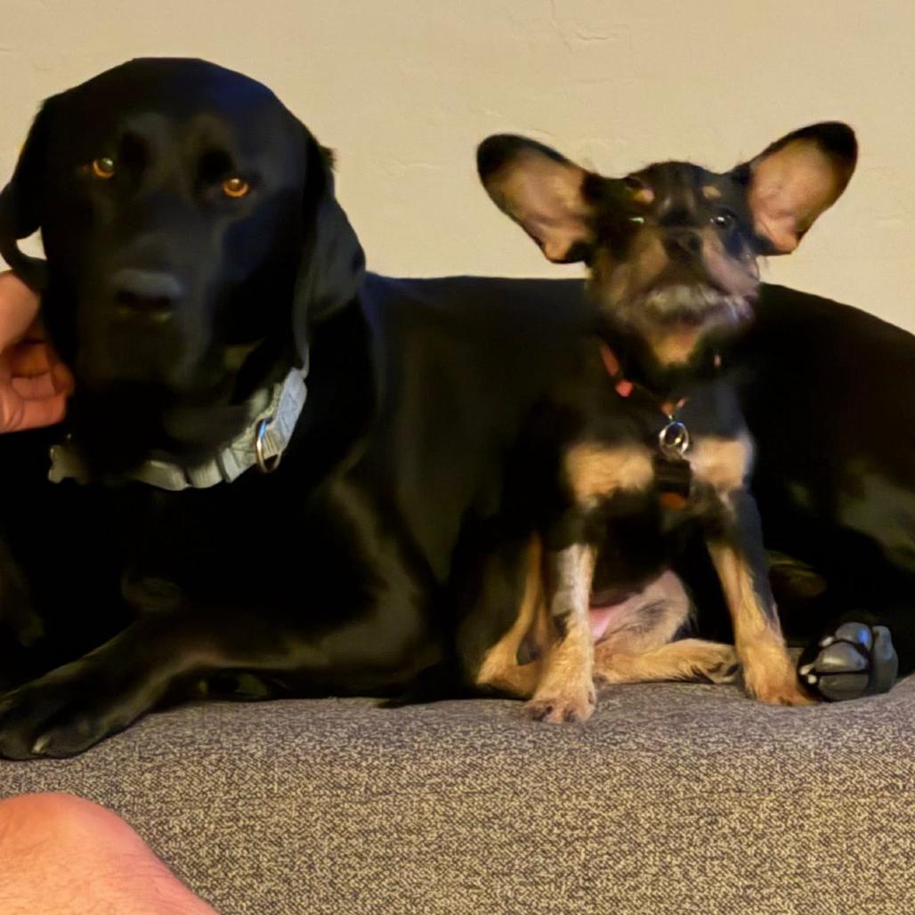 Enlarge Abbey, a Adoptable mixed breed in Las Vegas, NV image 5/6