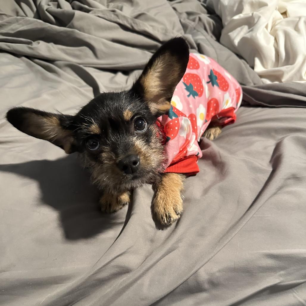 Enlarge Abbey, a Adoptable mixed breed in Las Vegas, NV image 6/6