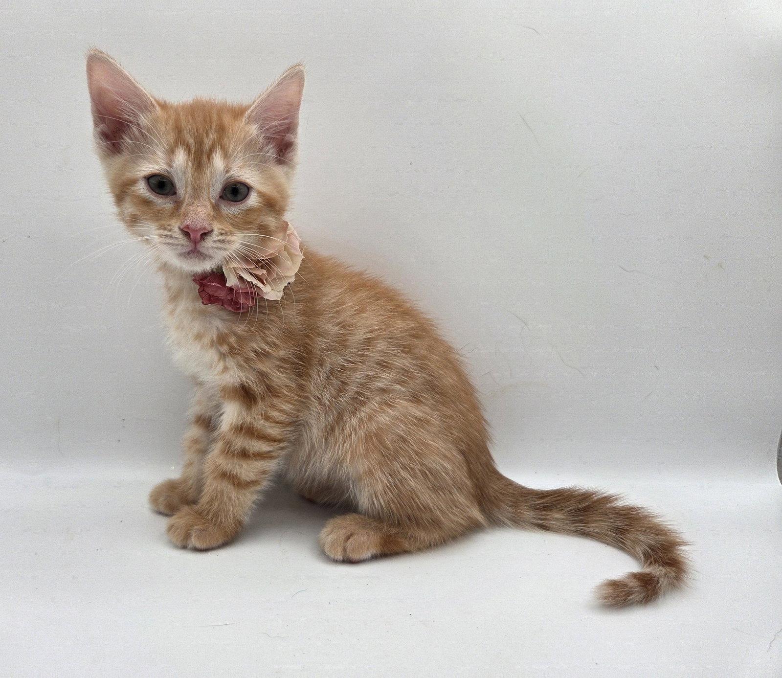TaoTao, Adopted, Kitten Female Domestic Short Hair & Tabby.