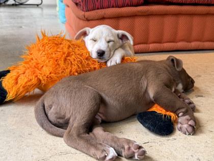 Paloma, adopted, Puppy Female Siberian Husky & Labrador Retriever.