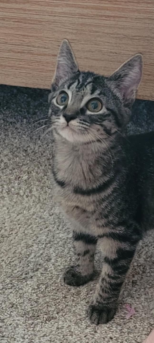 Stella =^.^=