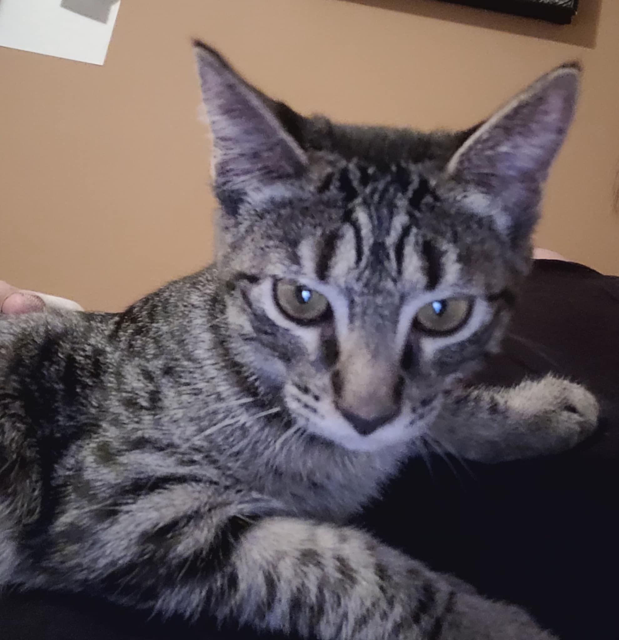 Stella =^.^=