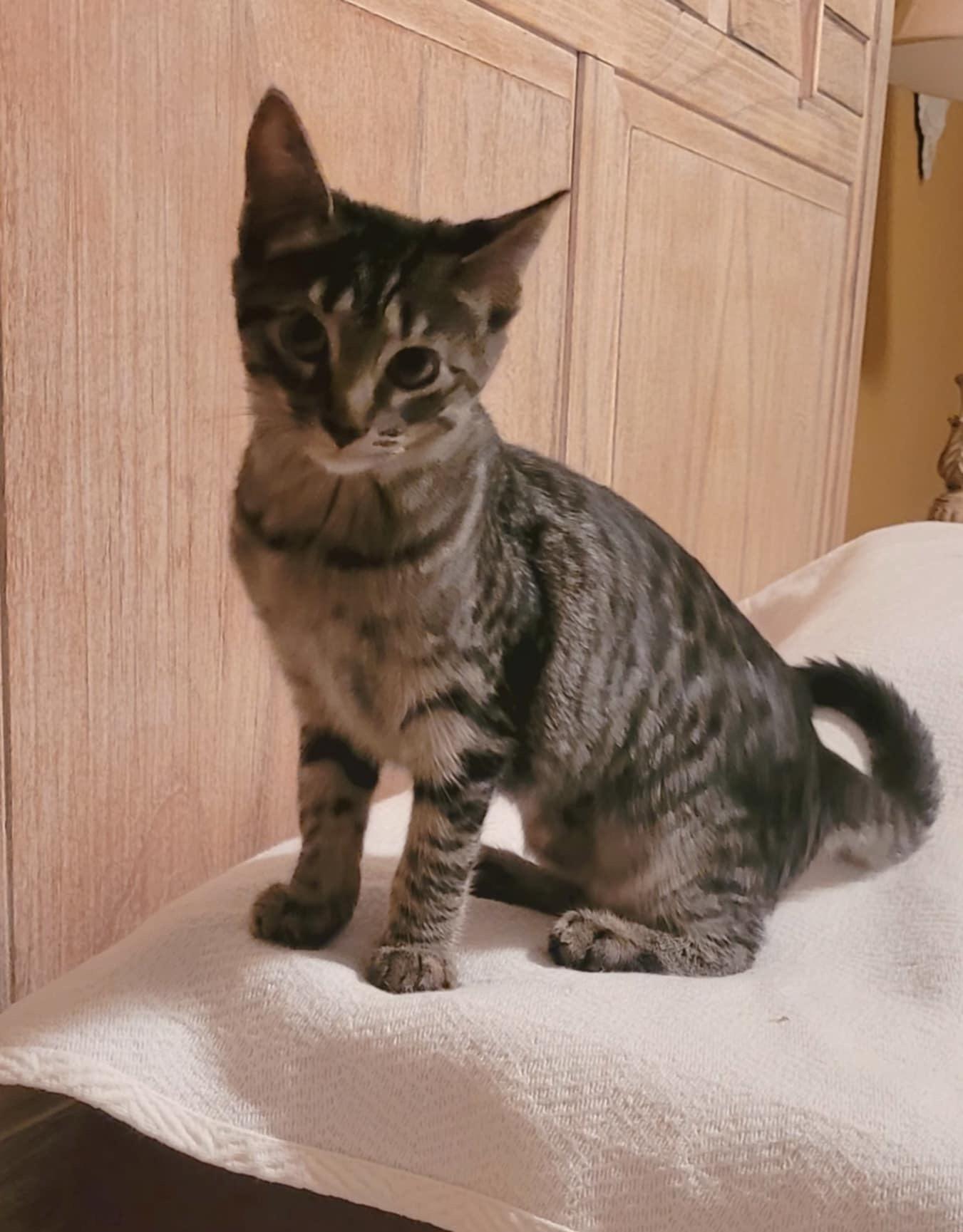 Stella =^.^=