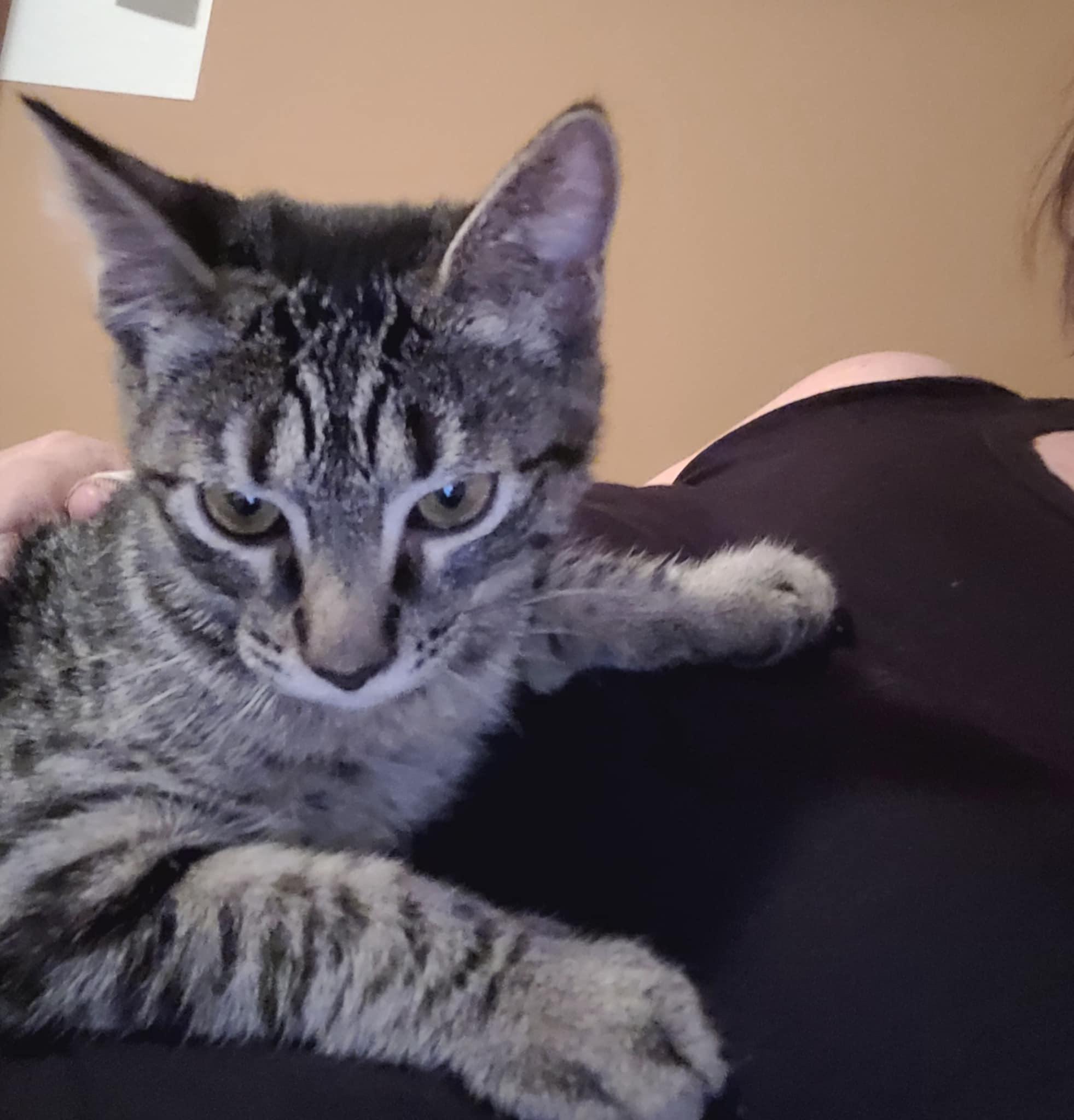 Stella =^.^=