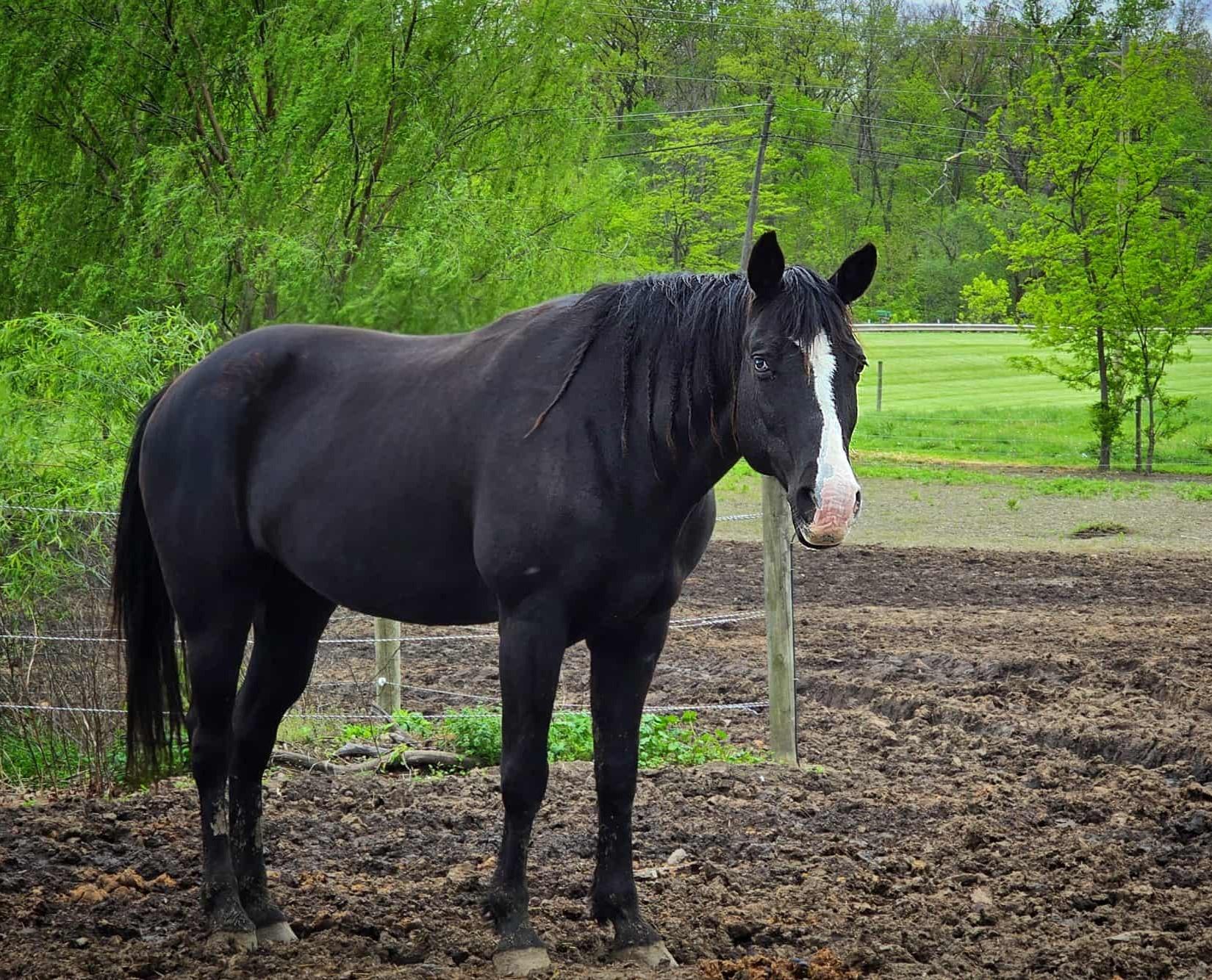 Journey, adoptable, Adult Female Tennessee Walker.