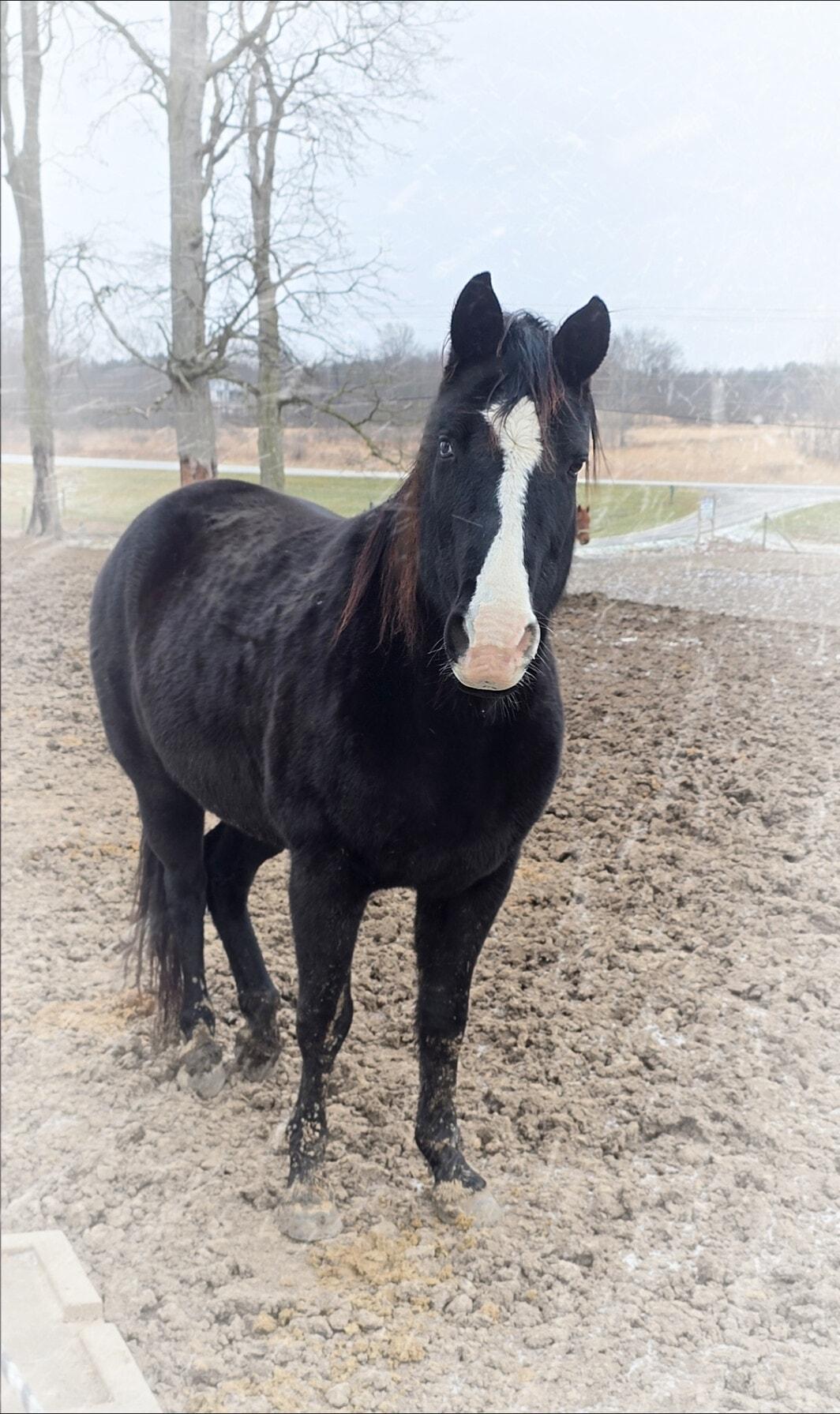 Journey, adopted, Adult Female Tennessee Walker.
