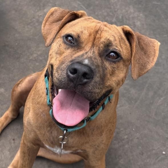 Enlarge Tobias - fostered in Chicago, a Adoptable mixed breed in Chicago, IL image 5/5