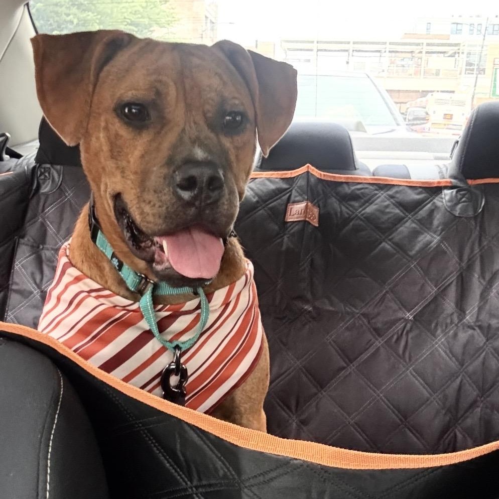 Enlarge Tobias - fostered in Chicago, a Adoptable mixed breed in Chicago, IL image 3/5