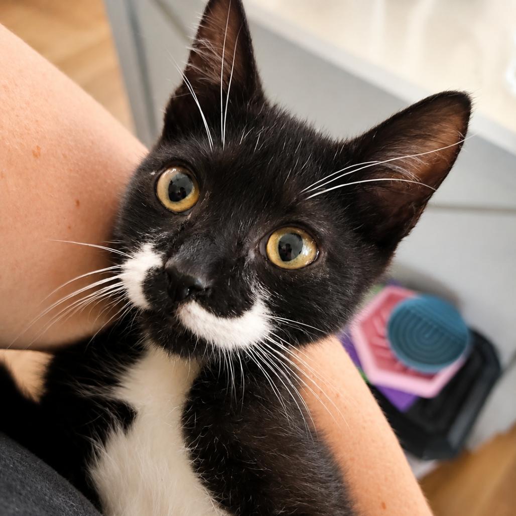 Enlarge Mizu (bobtail!) in Stevensville, MD, a Adoptable American Bobtail in Chestertown, MD image 2/2