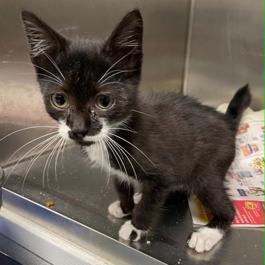 Enlarge Mizu (bobtail!) in Stevensville, MD, a Adoptable American Bobtail in Chestertown, MD image 1/2