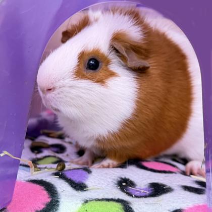 Linoone (bonded w Zigzagoon), Adoptable, Adult Male Guinea Pig & Guinea Pig.