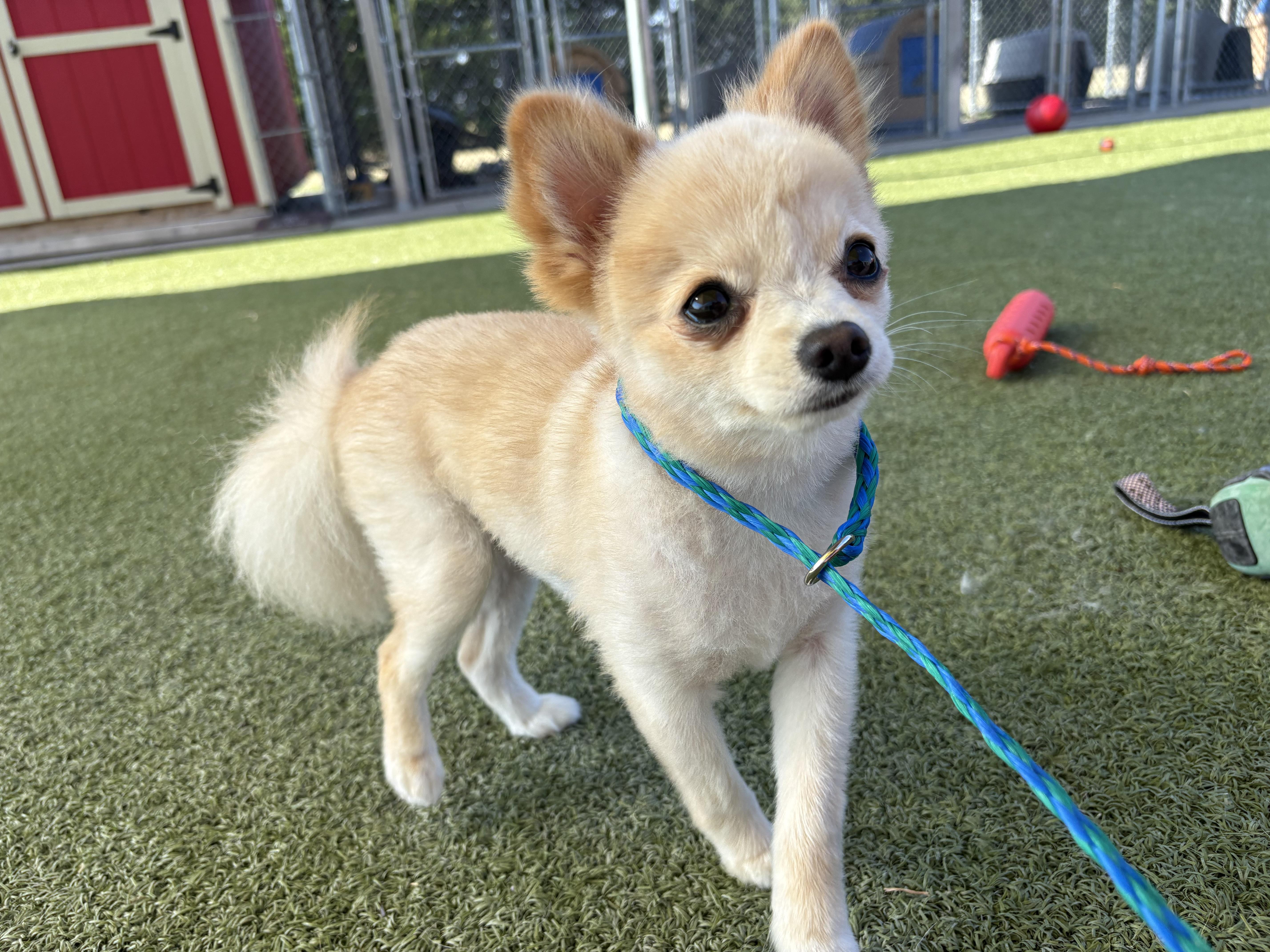 Enlarge Peppy, a Adopted Pomeranian in Hays, KS image 3/6