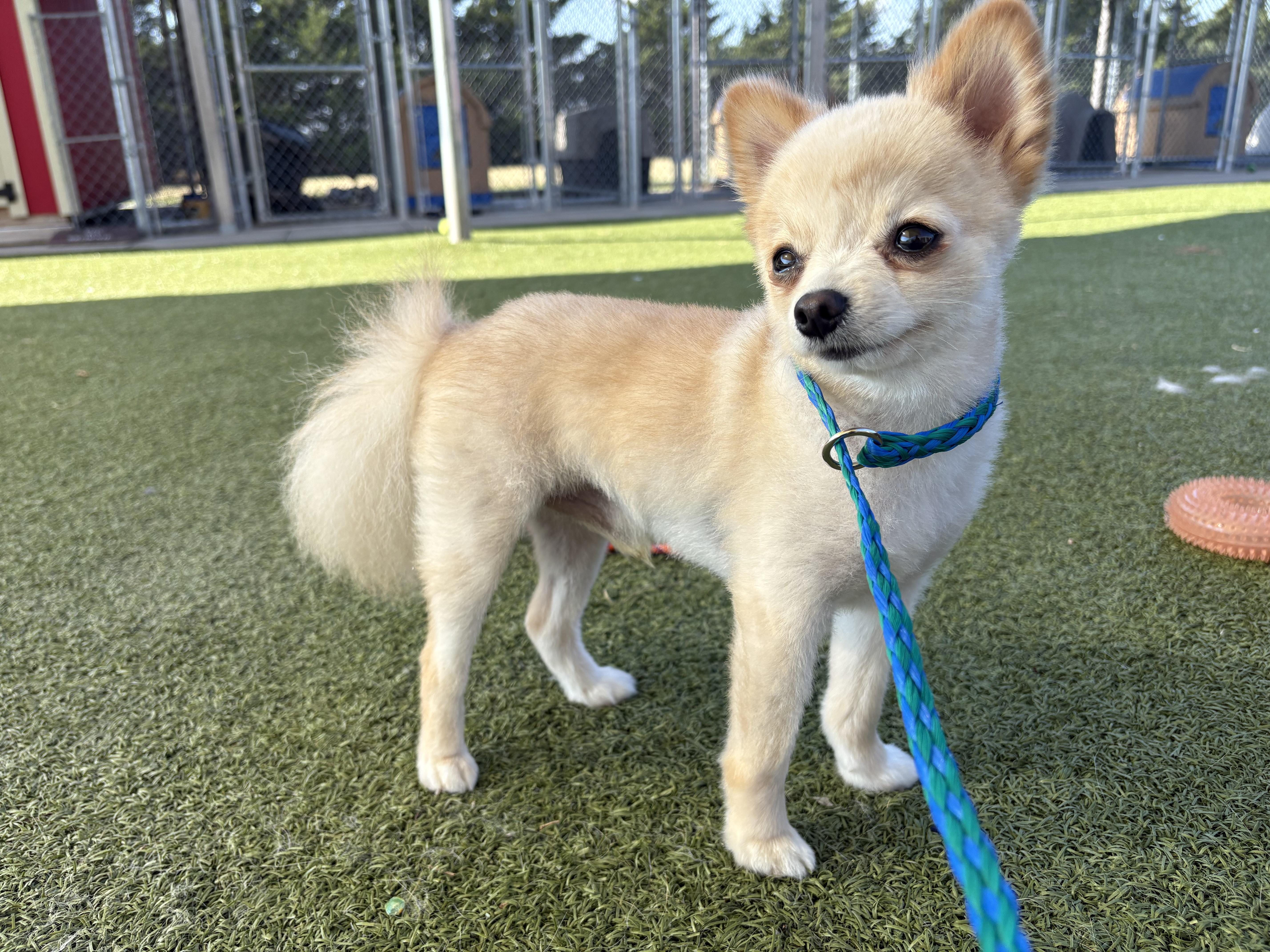 Enlarge Peppy, a Adopted Pomeranian in Hays, KS image 5/6