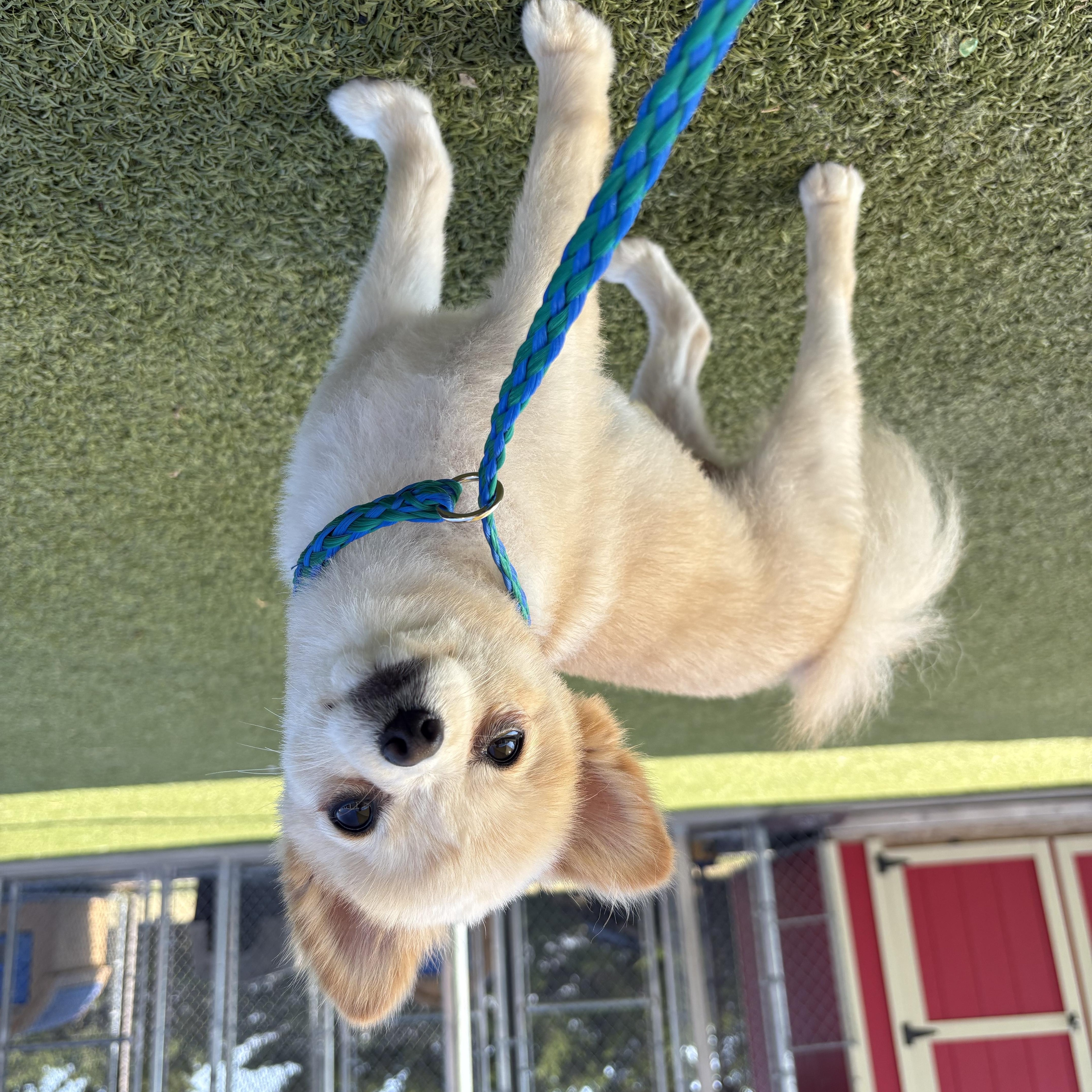 Enlarge Peppy, a Adopted Pomeranian in Hays, KS image 6/6