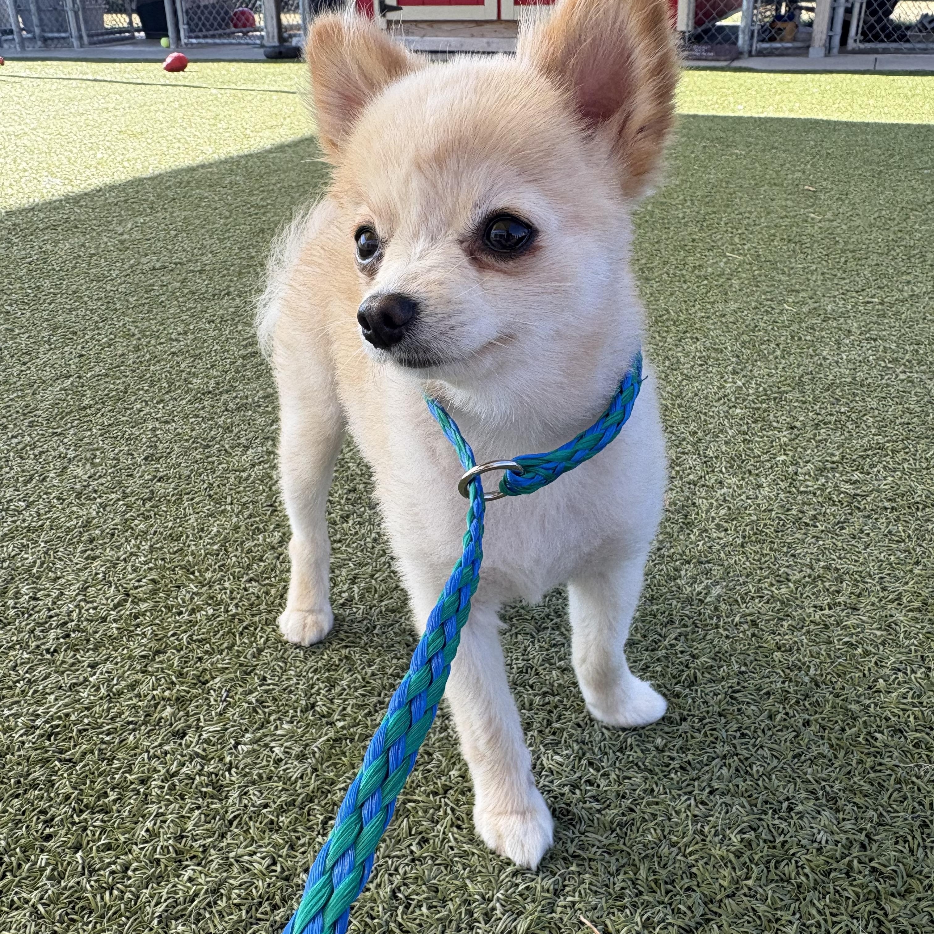 Enlarge Peppy, a Adopted Pomeranian in Hays, KS image 2/6
