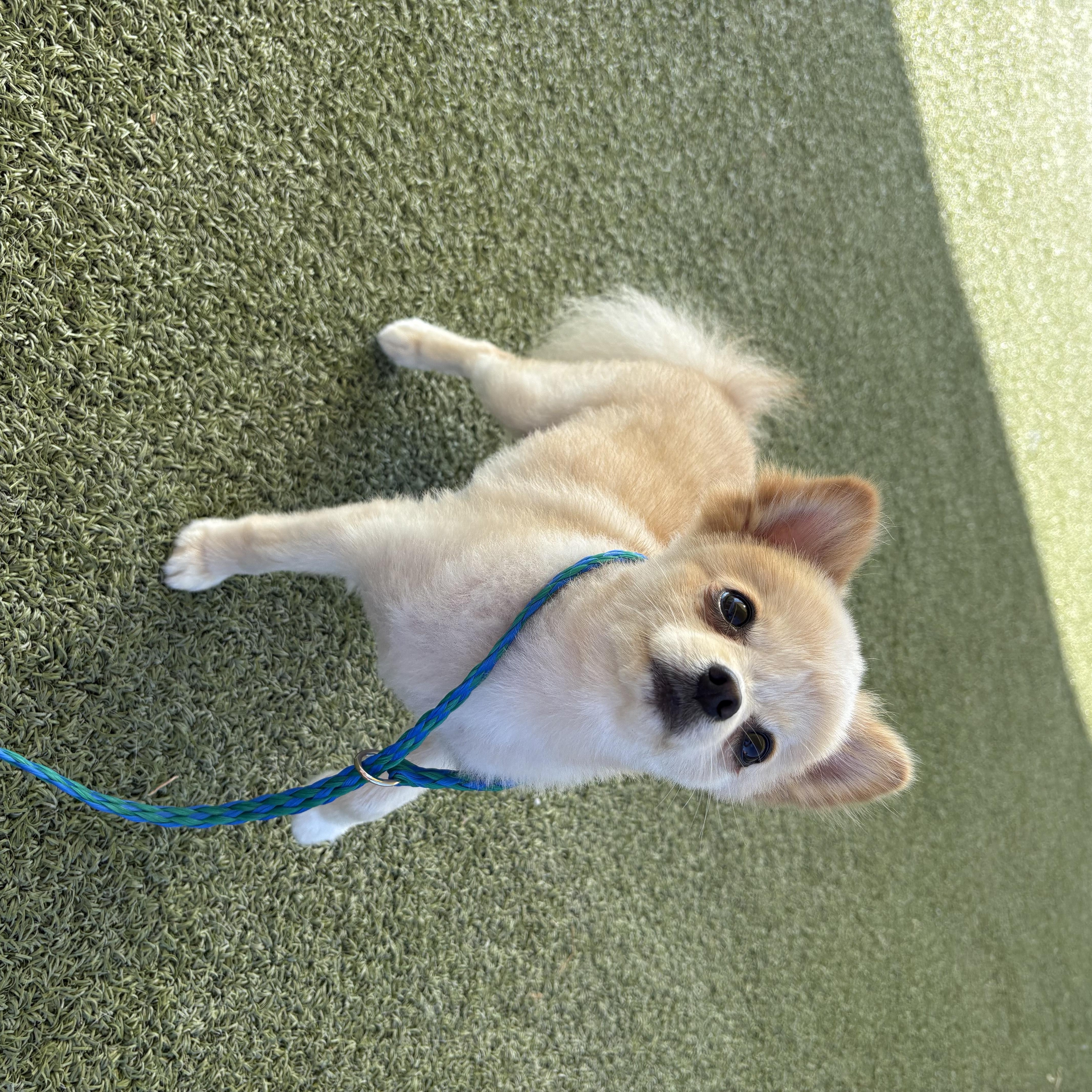 Enlarge Peppy, a Adopted Pomeranian in Hays, KS image 4/6